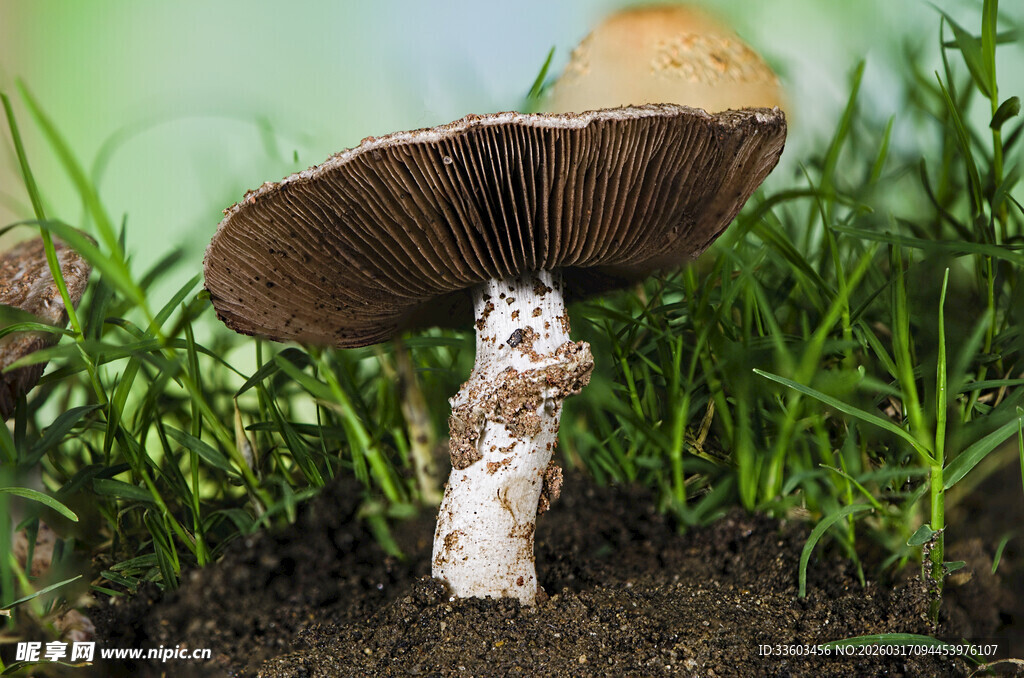 野外生长的棕色蘑菇