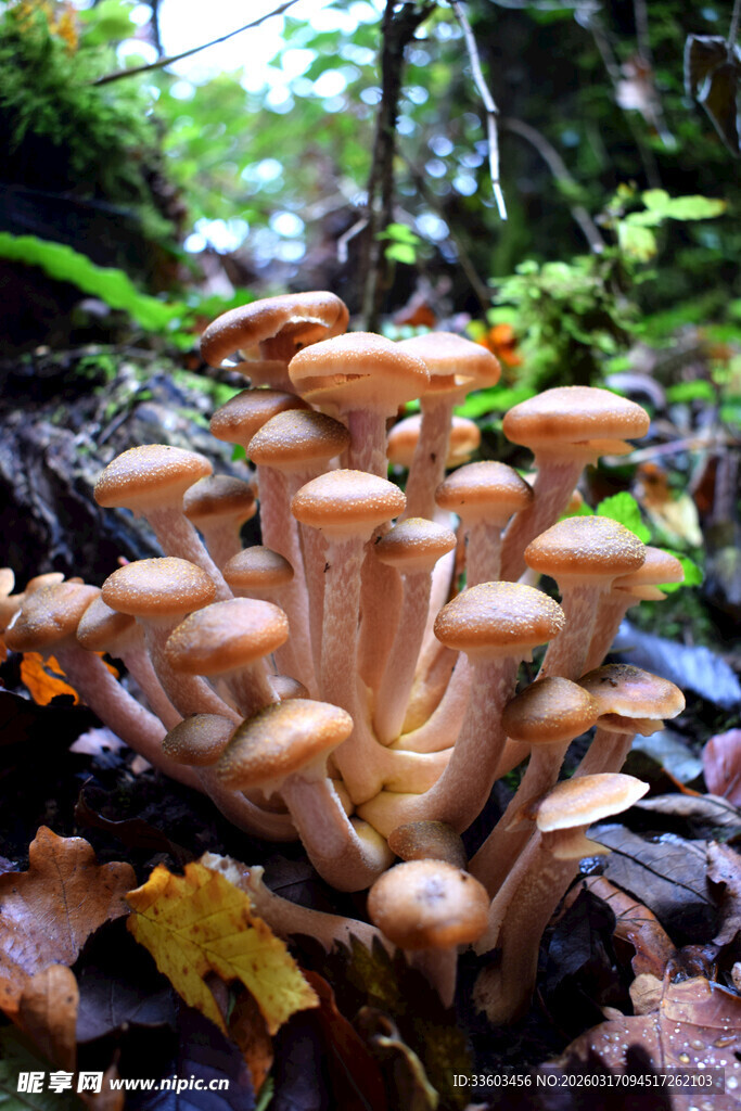 森林中簇拥生长的蘑菇