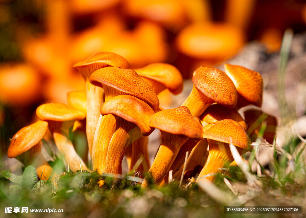 橙色蘑菇群生于草地