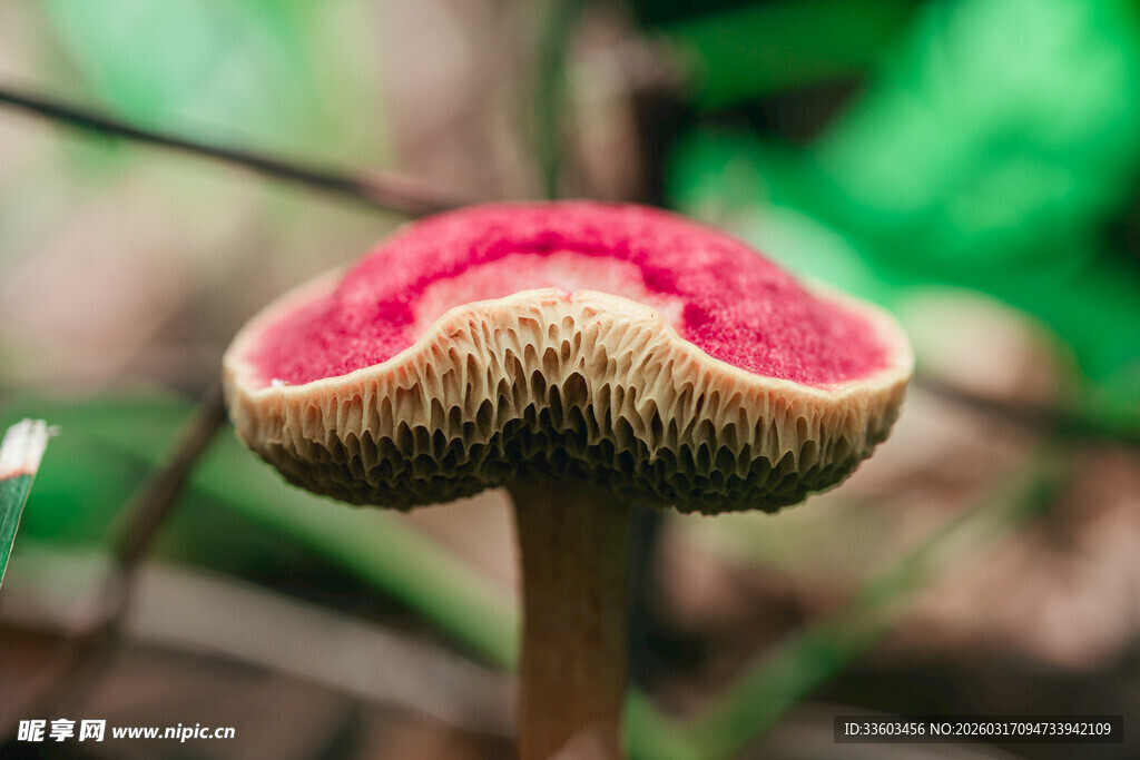 粉红蘑菇特写