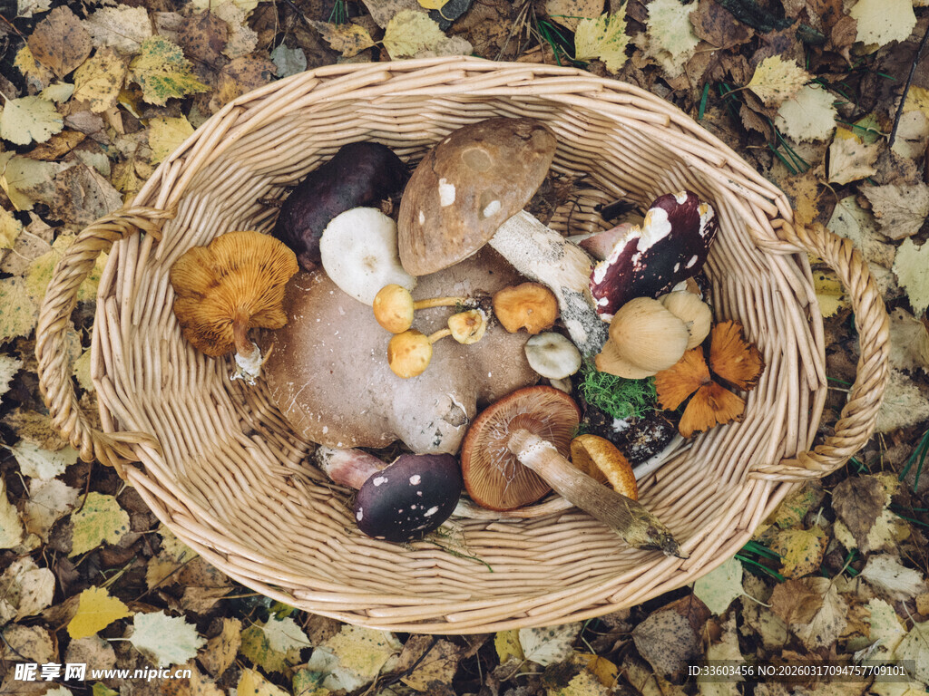 篮子里的多彩野生蘑菇