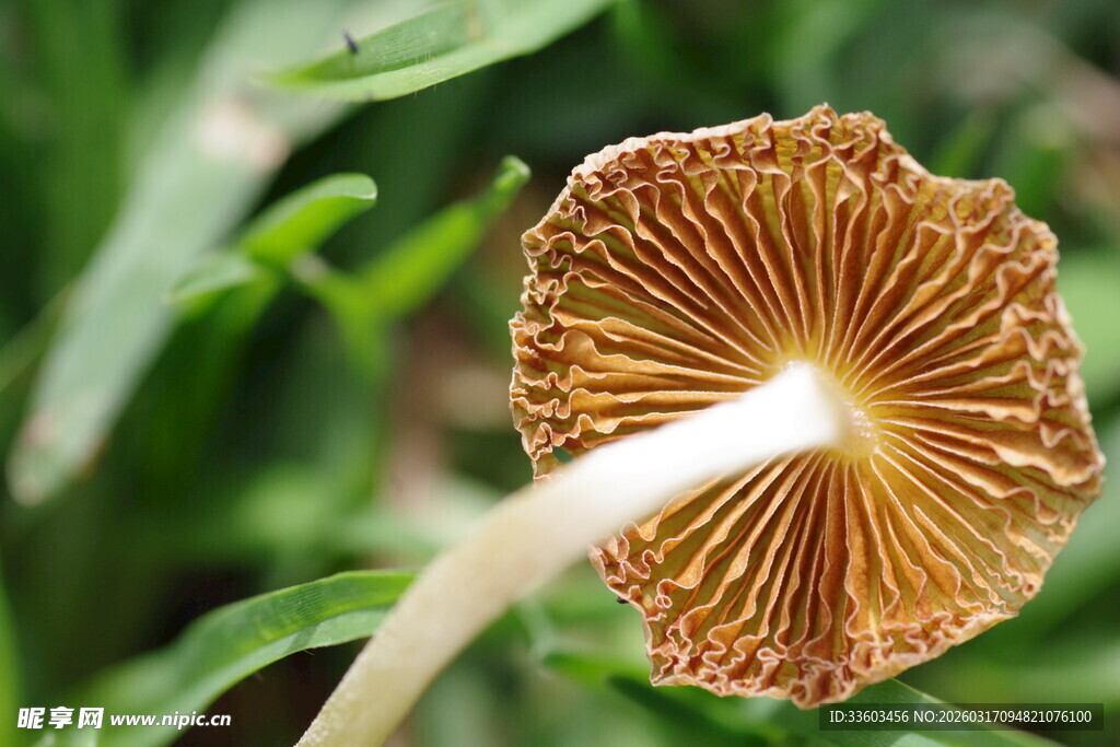 棕色菌盖的细长蘑菇