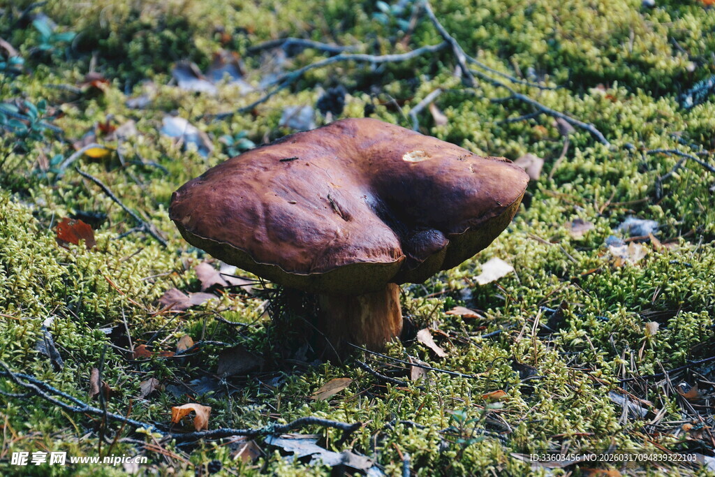 草地上的棕色蘑菇