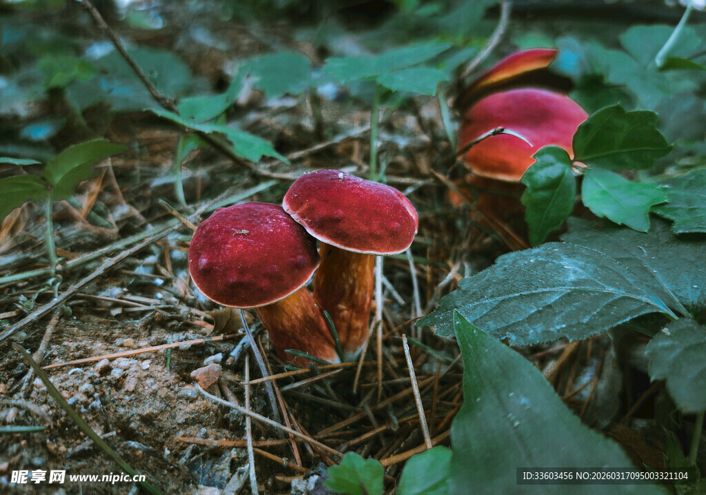 森林中鲜艳的红色蘑菇