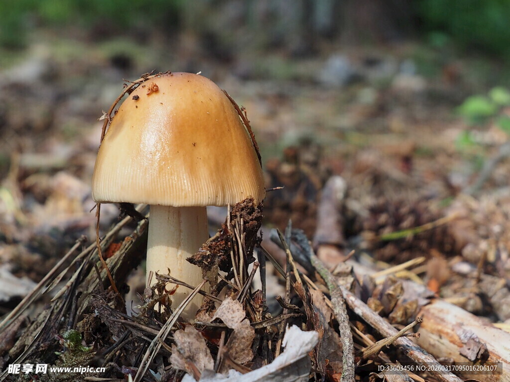 森林中的单个棕色蘑菇