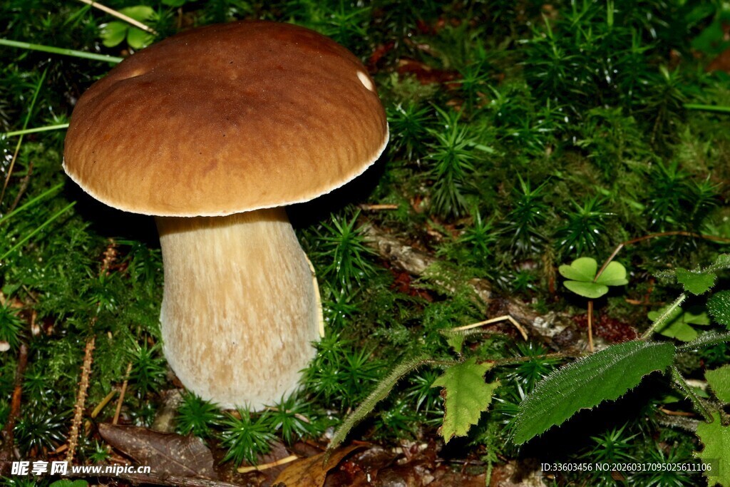 牛肝菌