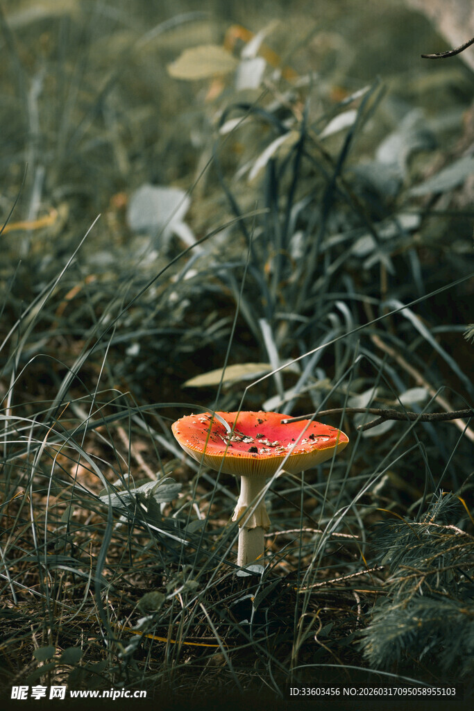 草丛中的鲜艳红蘑菇