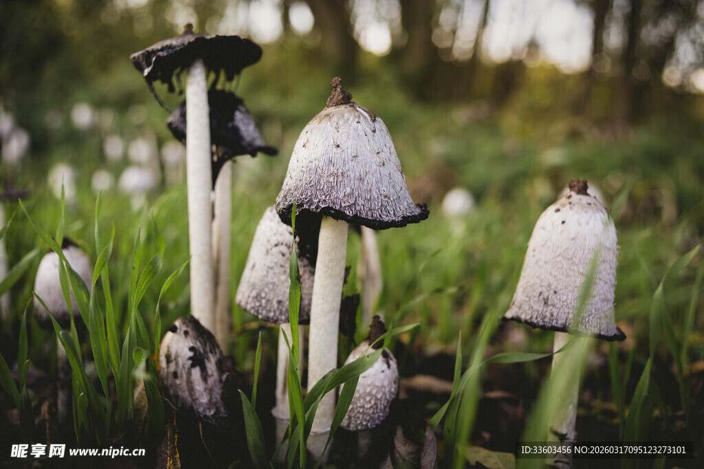 草地上的白色蘑菇群