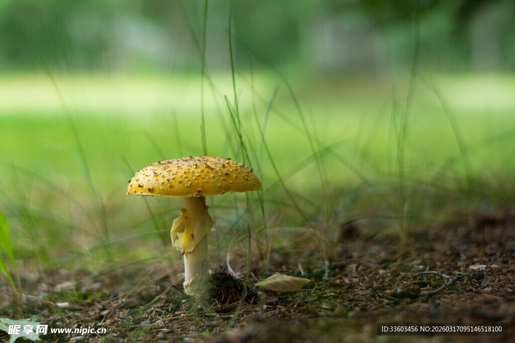 草地上的黄色小蘑菇
