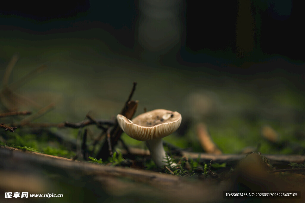 森林中生长的小蘑菇
