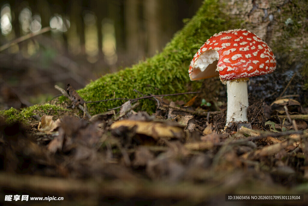 森林中的红色斑点蘑菇