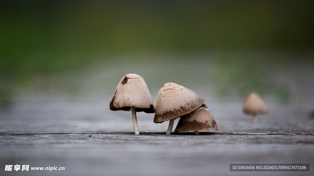 木上生长的小巧蘑菇