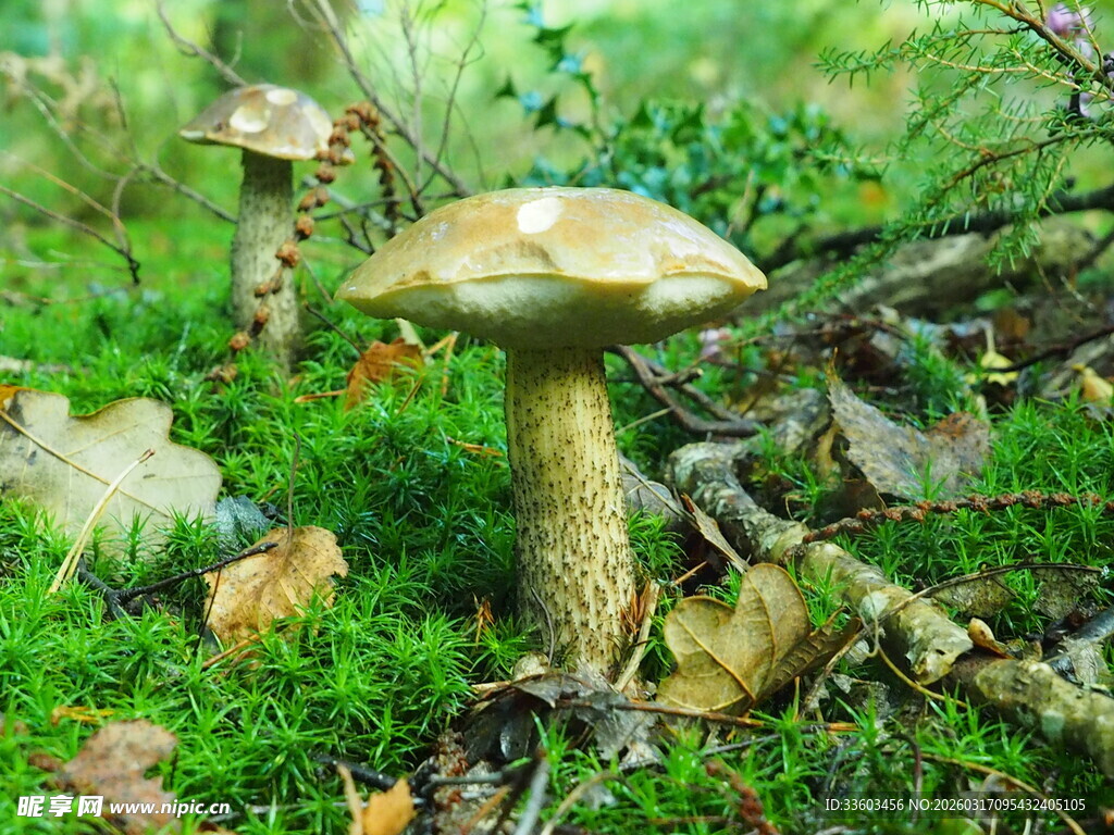 森林中的蘑菇特写