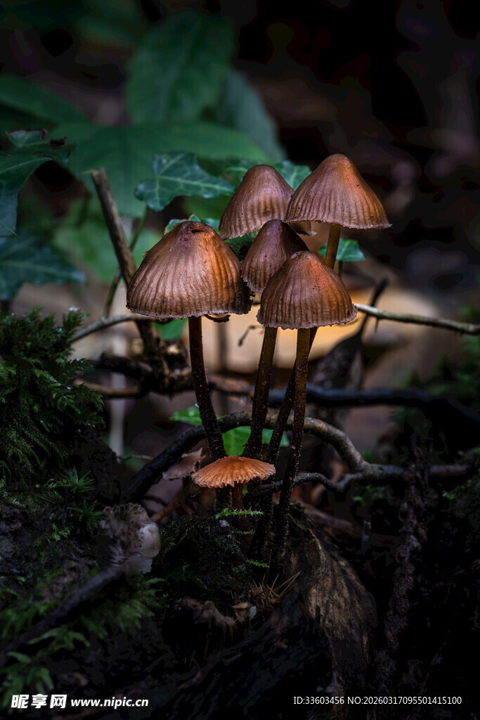 林间生长的几株小蘑菇