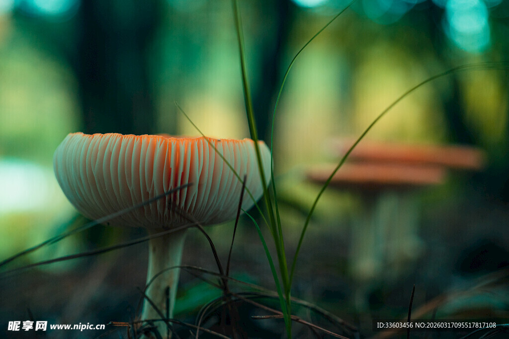 森林中可爱的蘑菇