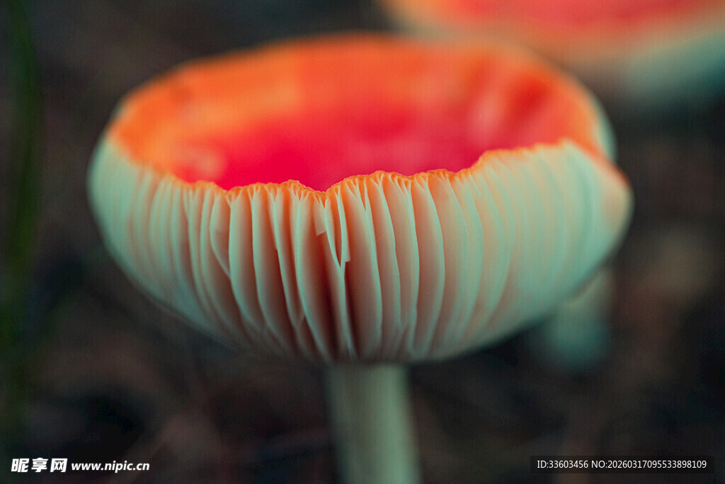 橙白相间的美丽蘑菇
