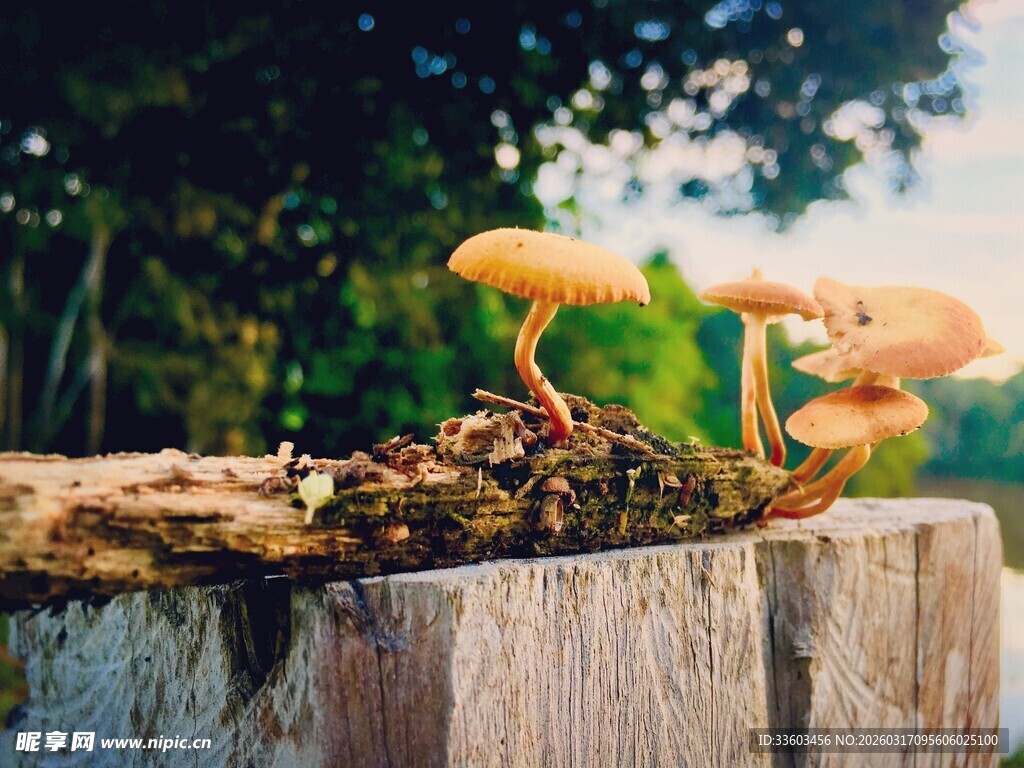 木头上生长的鲜艳蘑菇