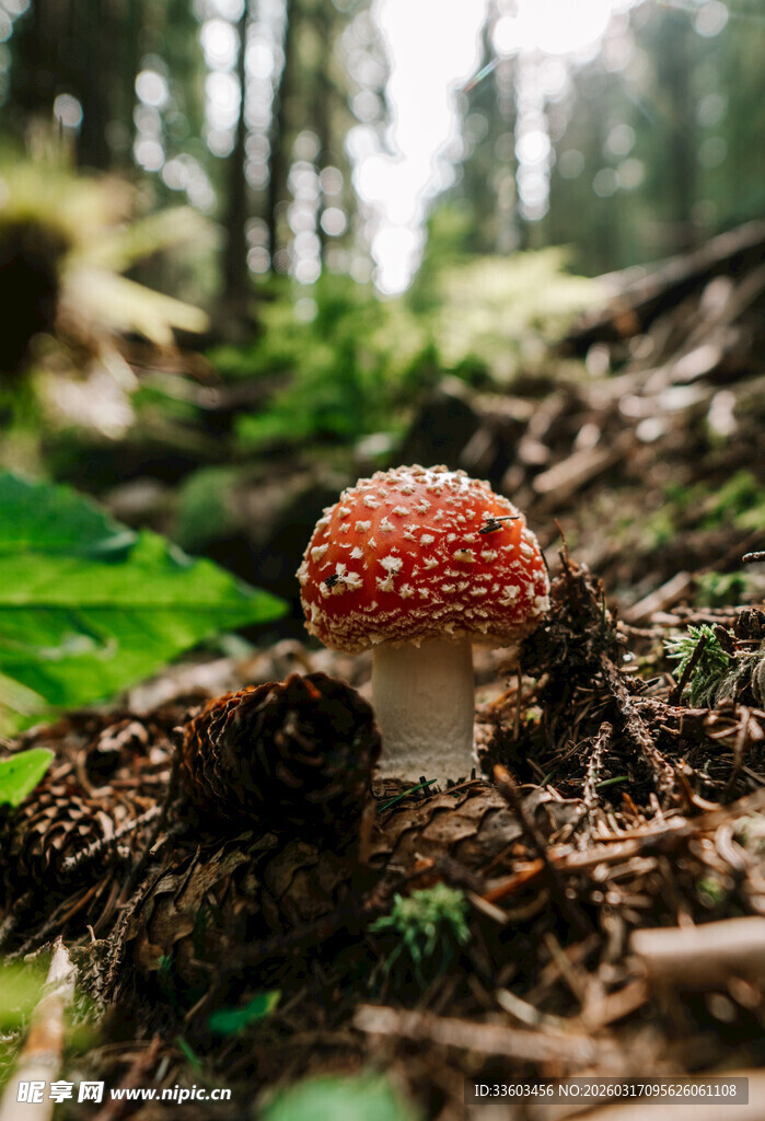 森林中的红色斑点蘑菇