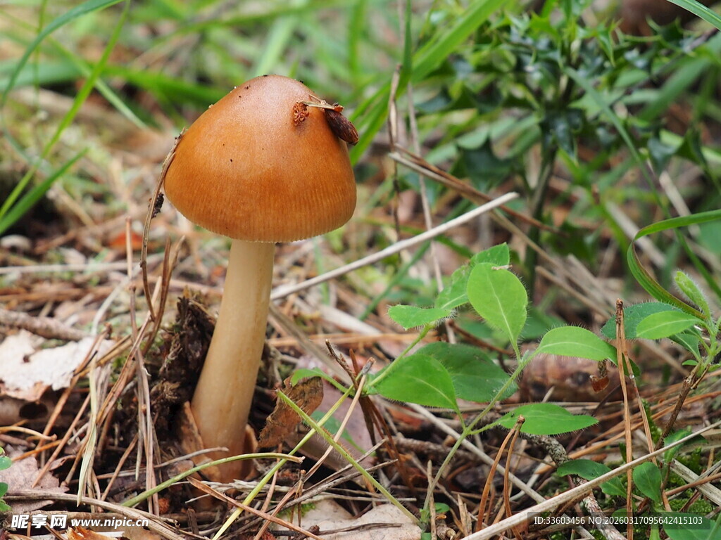 森林中的橙色小蘑菇