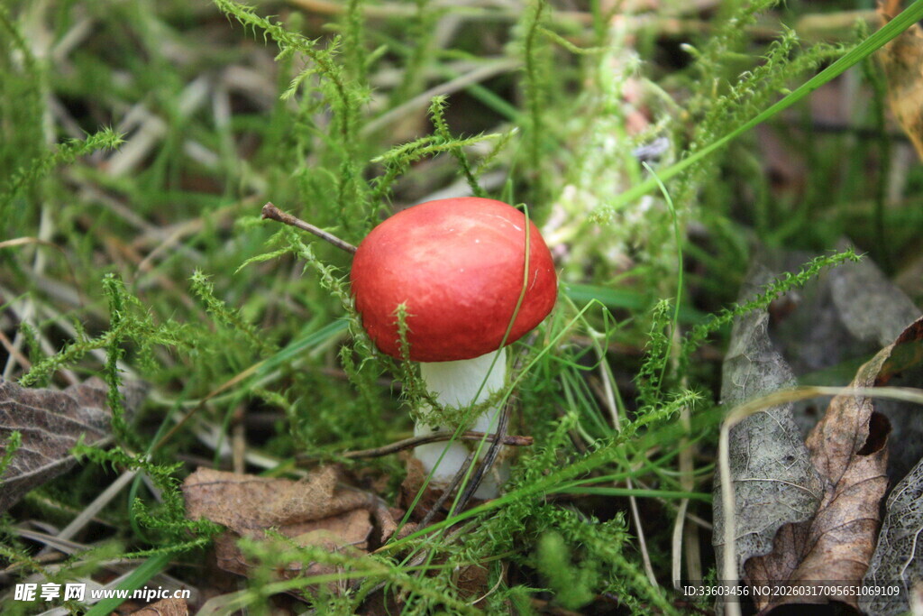 森林中的红色小蘑菇