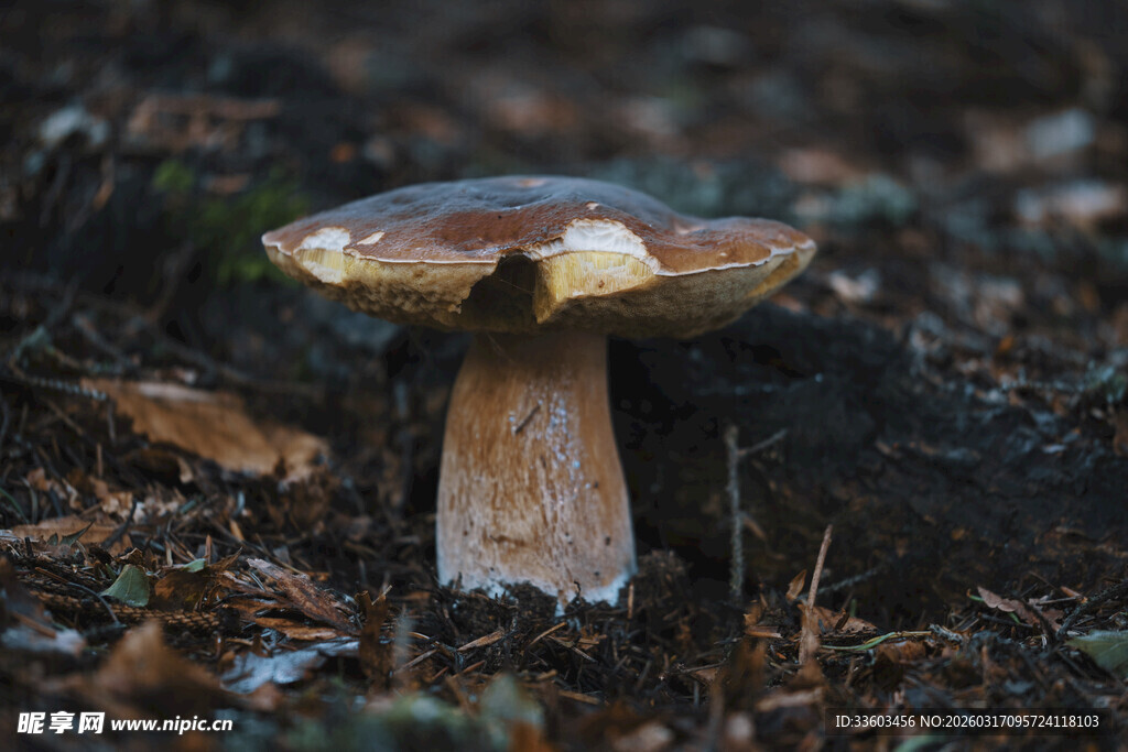 森林中的单株蘑菇