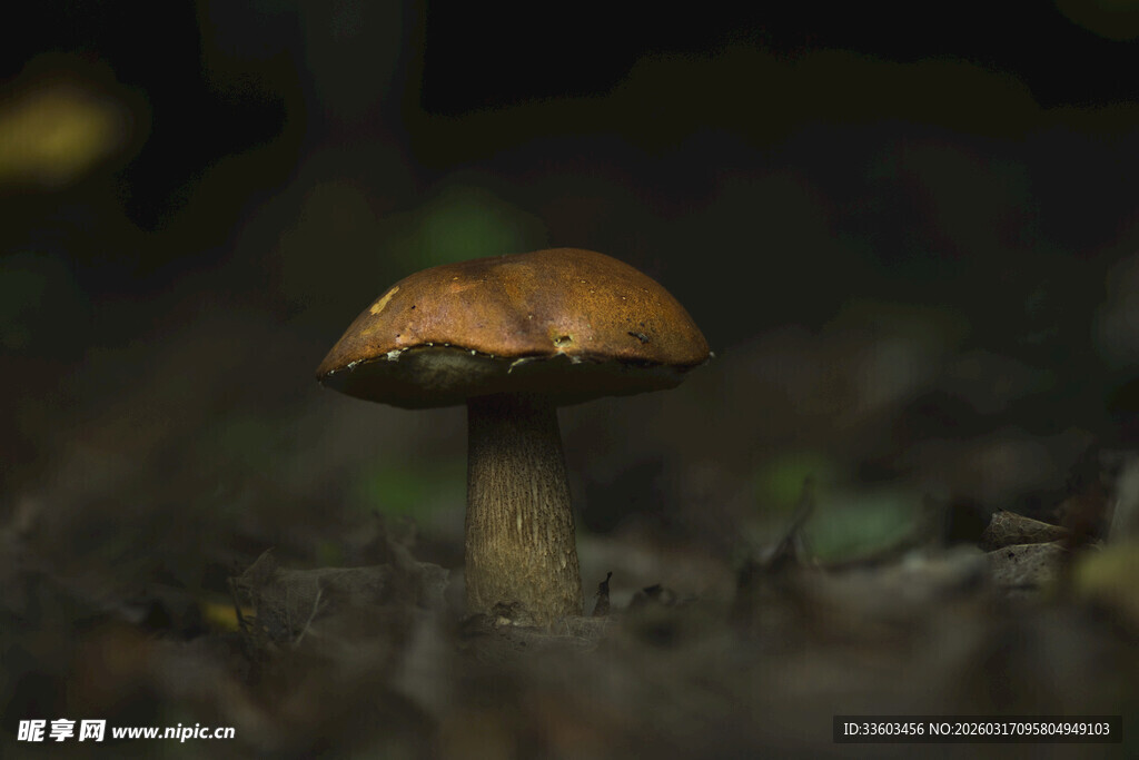 森林中的棕色蘑菇