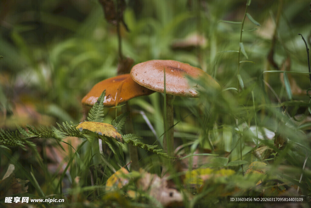 草丛中的橙色蘑菇