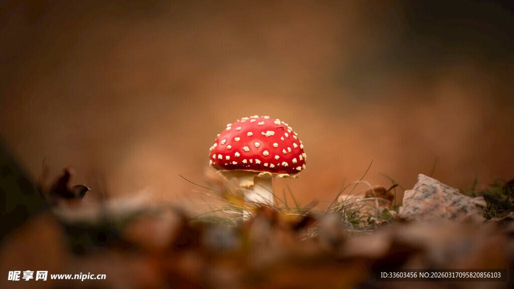 红色斑点小蘑菇特写