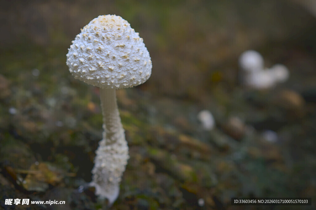 白色小蘑菇特写