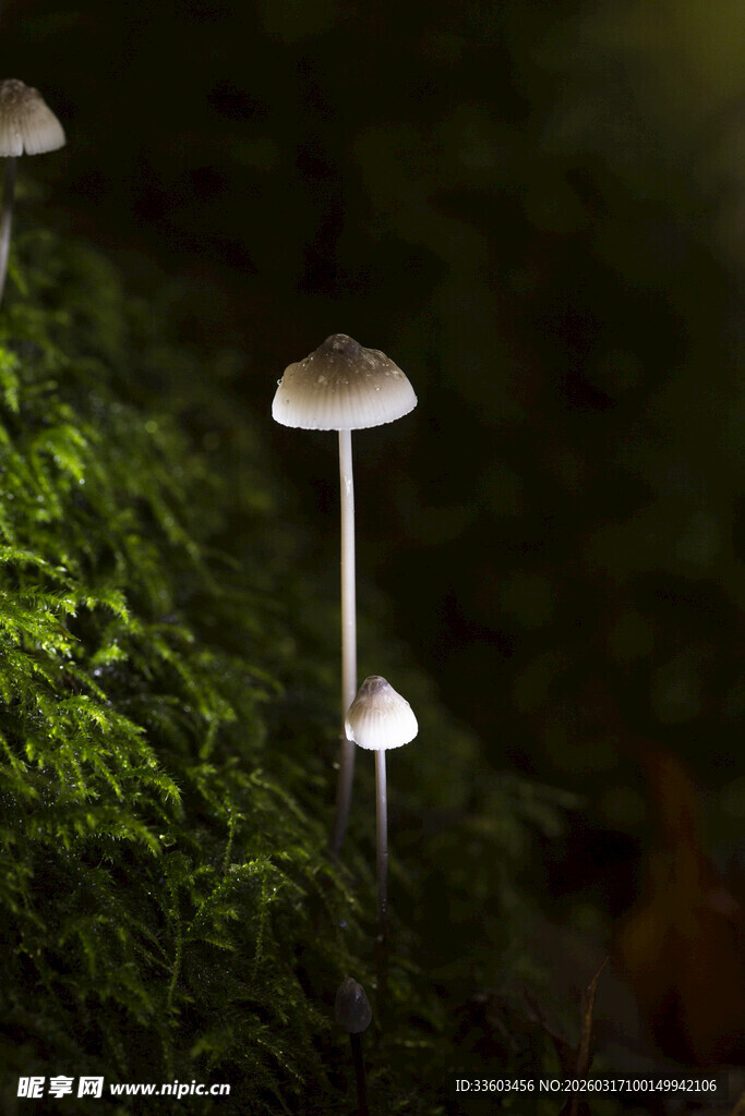 草丛中的小巧蘑菇