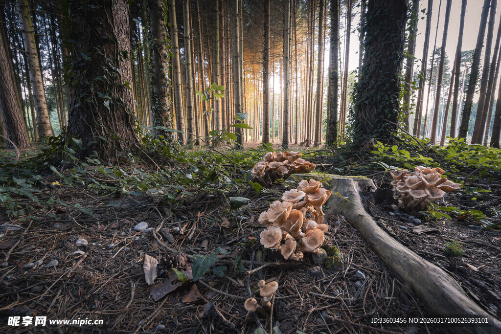 森林中绽放的蘑菇景观