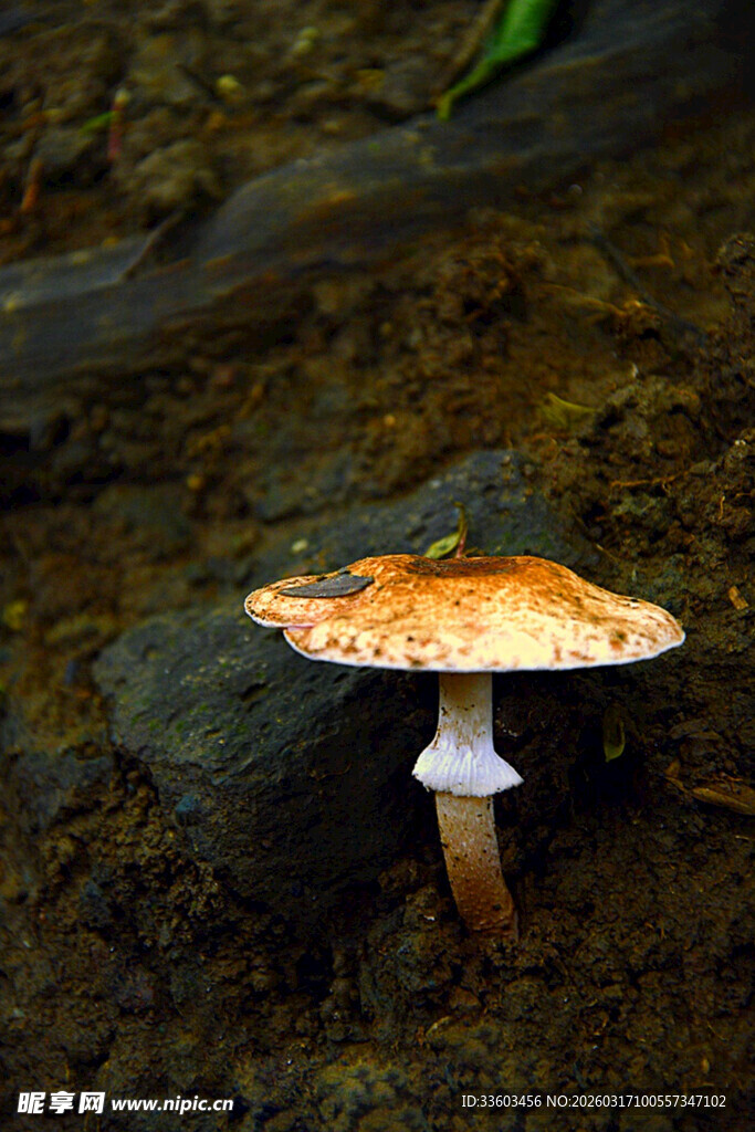 溪边的橙色蘑菇