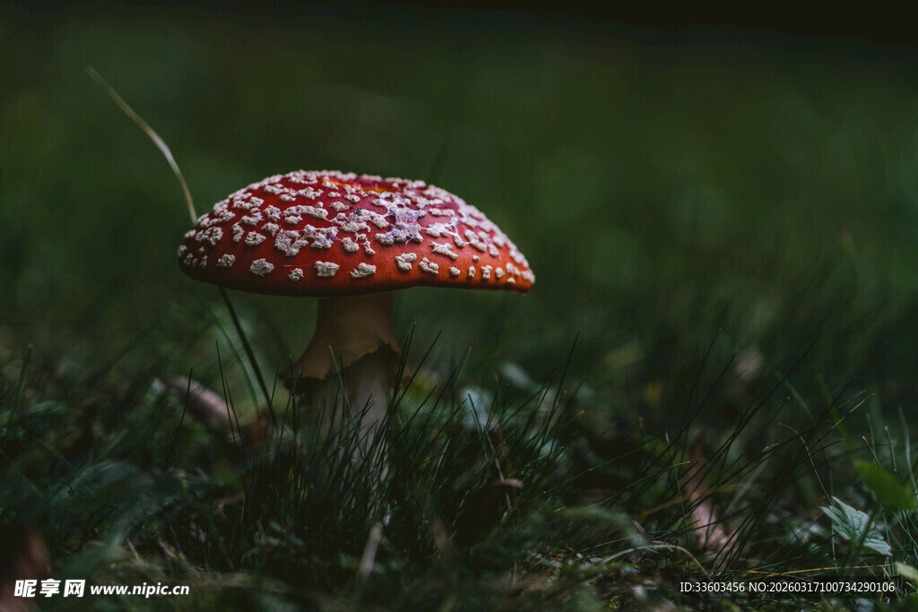 草地上的斑点红蘑菇