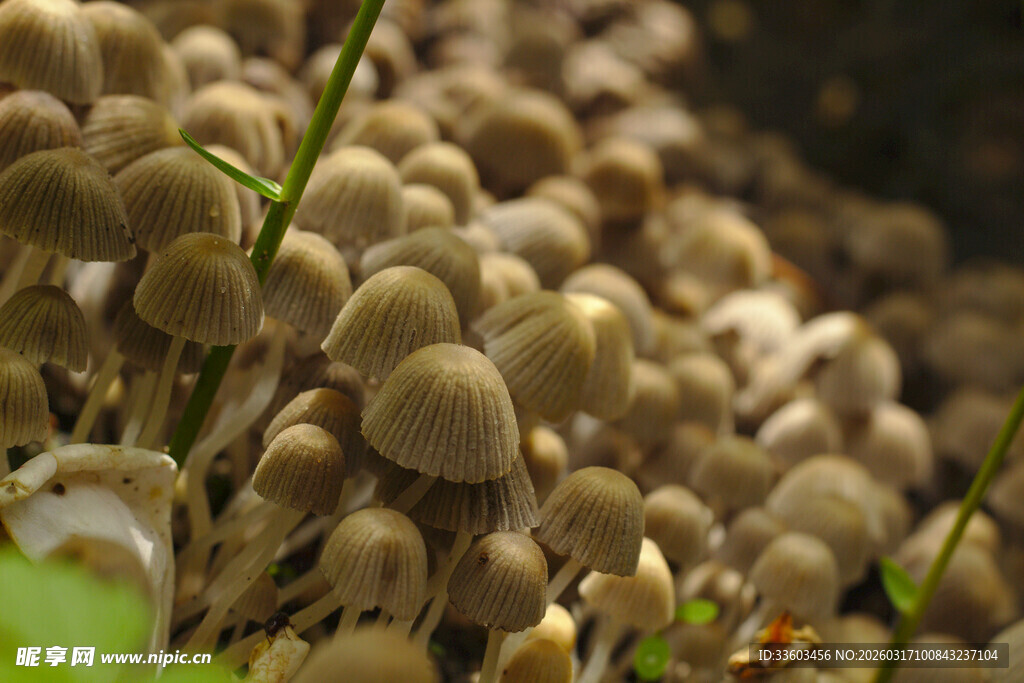 密集生长的褐色小蘑菇