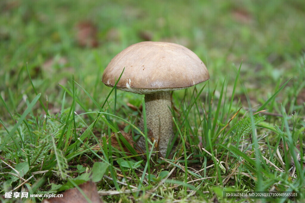草地上的单株蘑菇