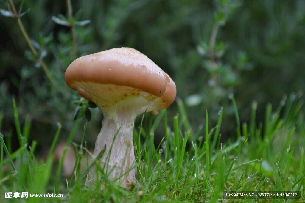 草地上的棕色蘑菇