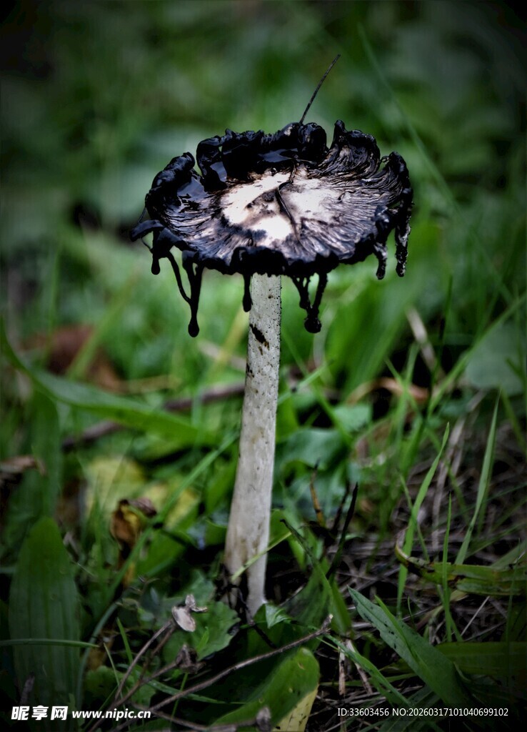 野外奇特黑色蘑菇特写