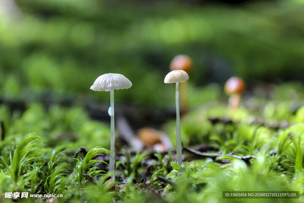 草地上的小巧蘑菇