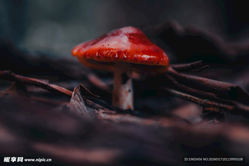 森林中的红色小蘑菇
