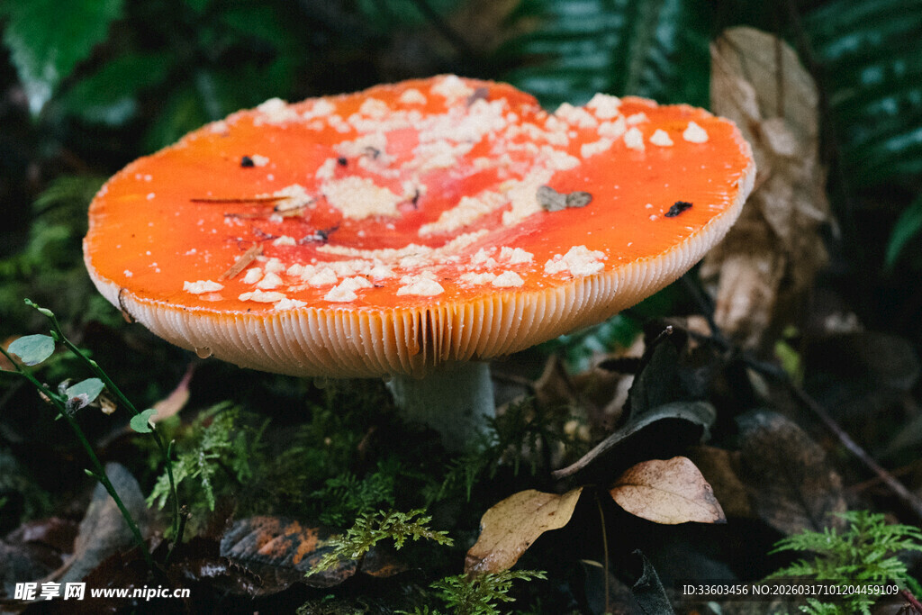 橙红斑点蘑菇生长于林间