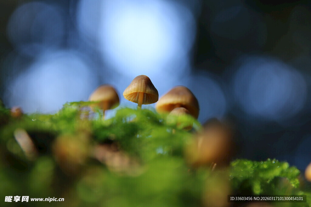 苔藓上的小蘑菇