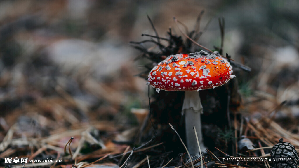 森林中的艳丽毒蘑菇