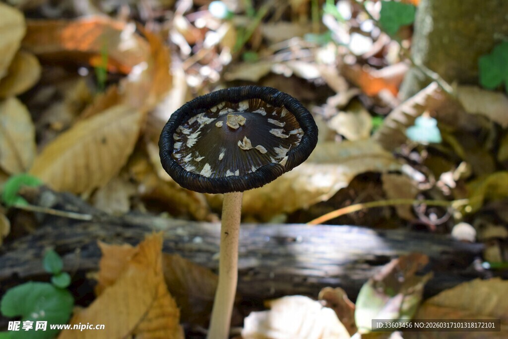 野外蘑菇特写