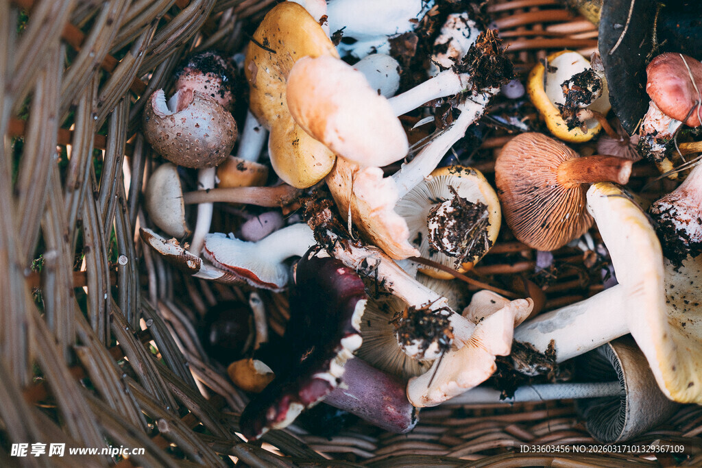 篮子里的多样新鲜野生蘑菇