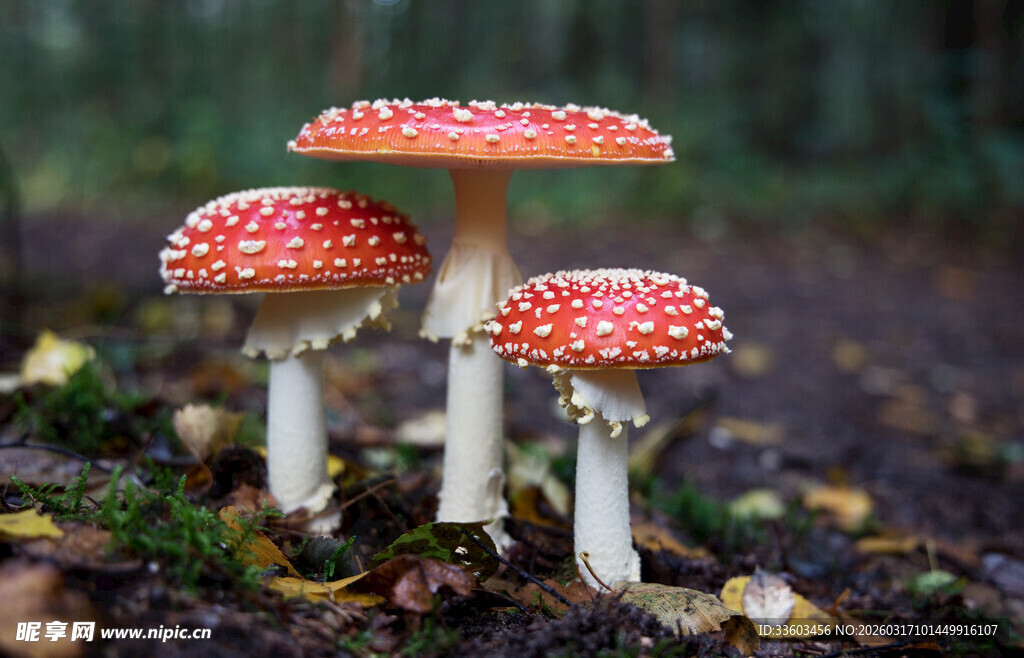 森林中的红斑点蘑菇