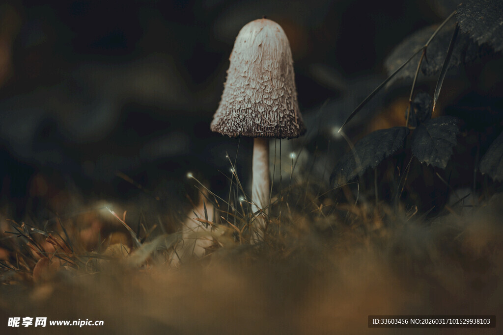 草丛中的独特蘑菇