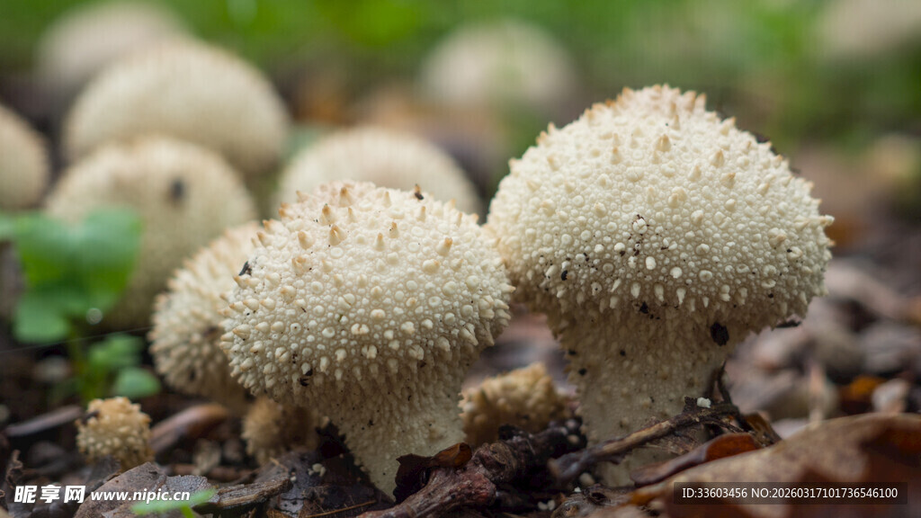 野外簇生的白色小蘑菇