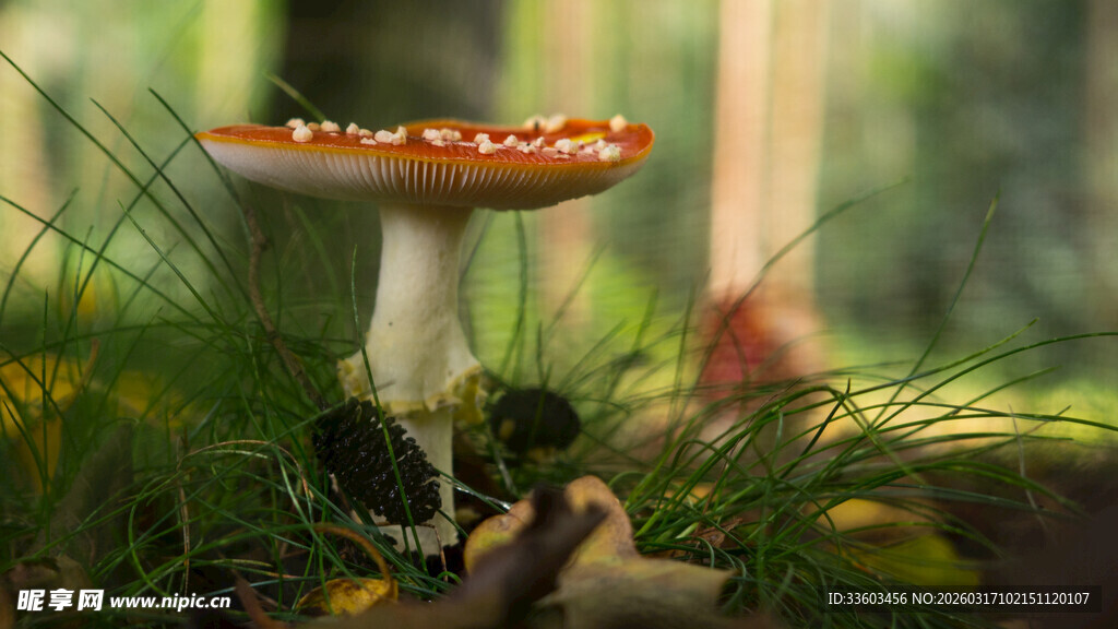 森林中的鲜艳毒蘑菇