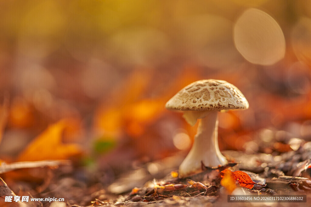 秋日森林中的小蘑菇