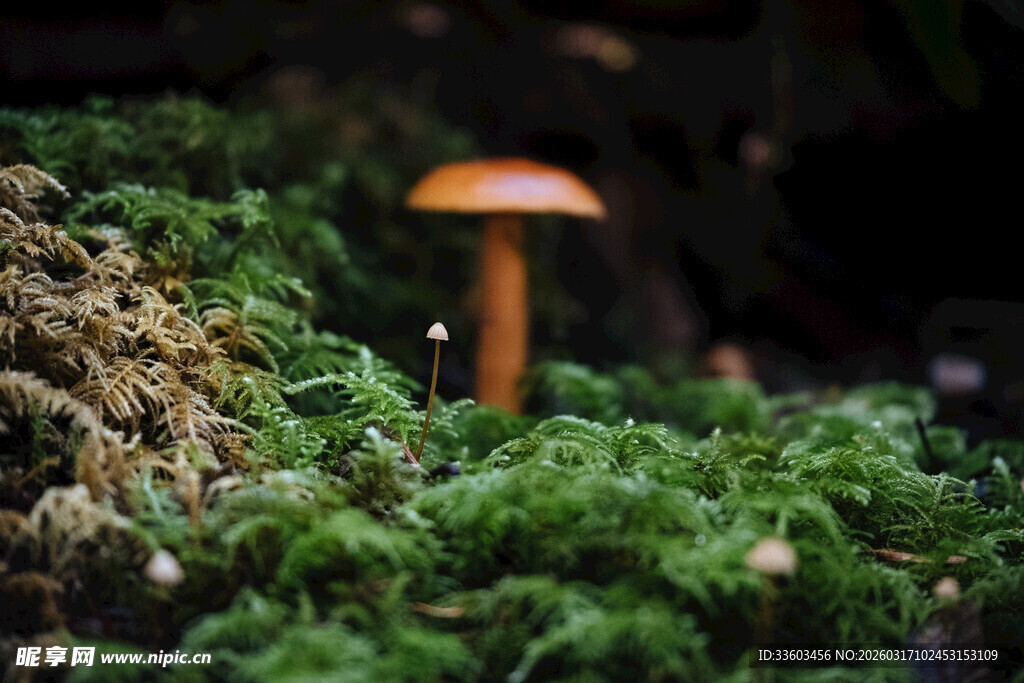 苔藓上的橙色小蘑菇